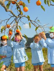 柿狩り　令和２（2020）年10月29日