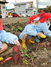 芋掘り　令和２（2020）年10月30日