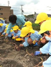 芋掘り　令和２（2020）年10月30日
