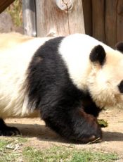 園外保育〈遠足・王子動物園〉 令和３（2021）年３月15日