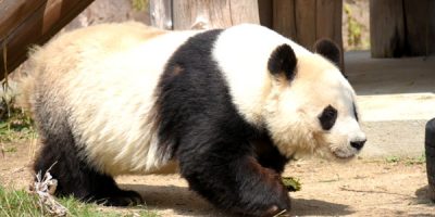 園外保育〈遠足・王子動物園〉 令和３（2021）年３月15日