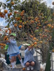 柿狩り　令和３（2021）年10月27日