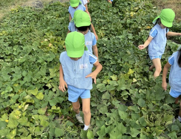 芋の成長と食卓に届くまで  令和６（2024）年９月19日