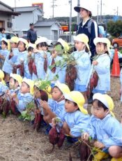 芋掘り  令和６（2024）年10月29日