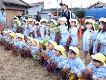 芋掘り  令和６（2024）年10月29日