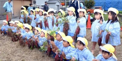 芋掘り  令和６（2024）年10月29日