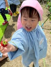 イチゴ摘み〈2歳児〉  令和７（2025）年６月11日