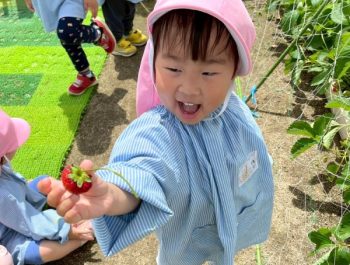 イチゴ摘み〈2歳児〉  令和７（2025）年６月11日